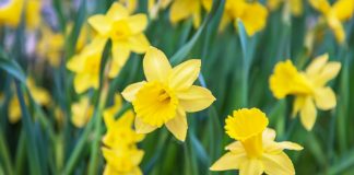 New York, 888, UKGC and approaching Ontario: March revisited